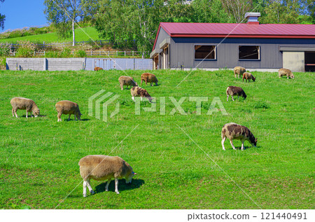 Shibetsu City, Hokkaido, Sheep Town 121440491