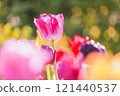 Beautiful tulip flower 121440537