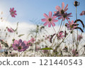 Cosmos blooming towards the sun 121440543