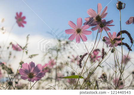 開花往太陽的波斯菊 開花往太陽的波斯菊 121440543