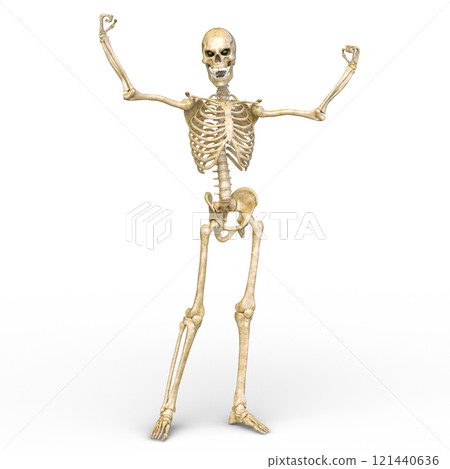 骨架 骨架 121440636