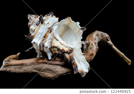 Intricate Spiny Murex Seashell on Driftwood Intricate Spiny Murex Seashell on Driftwood 121440925
