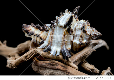 Intricate Spiny Murex Seashell on Driftwood Intricate Spiny Murex Seashell on Driftwood 121440927