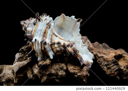 Intricate Spiny Murex Seashell on Driftwood 121440929