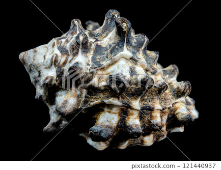 Spiny Vasum Seashell on Black Background 121440937