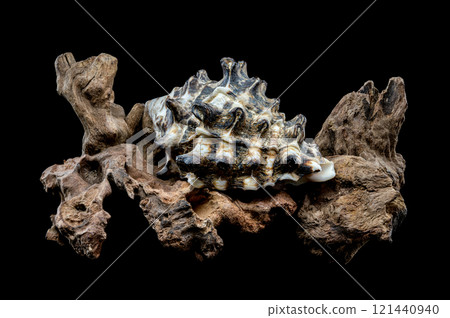 Spiked Vasum Seashell and Driftwood Composition 121440940