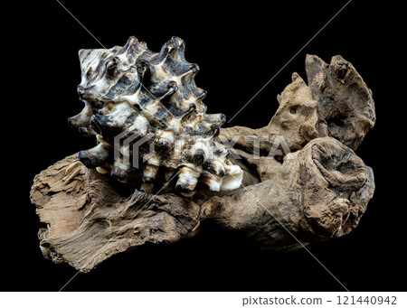 Spiked Vasum Seashell and Driftwood Composition 121440942