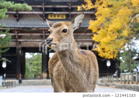 Deer, Todaiji Temple, and the Great South Gate (Nara City, Nara Prefecture) 121441183