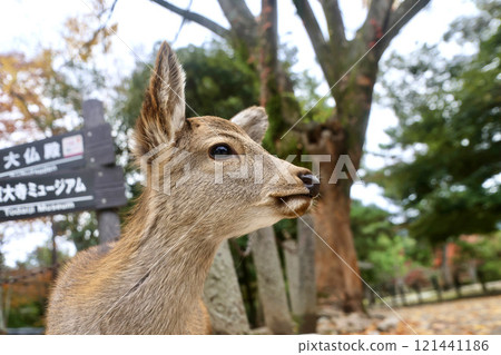 鹿、東大寺、南大門(奈良縣奈良市) 鹿、東大寺、南大門(奈良縣奈良市) 121441186