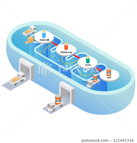 粒線體 ATP 產生機制 121441316