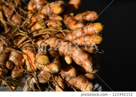 Turmeric after washing off the soil after harvest Turmeric after washing off the soil after harvest 121442152
