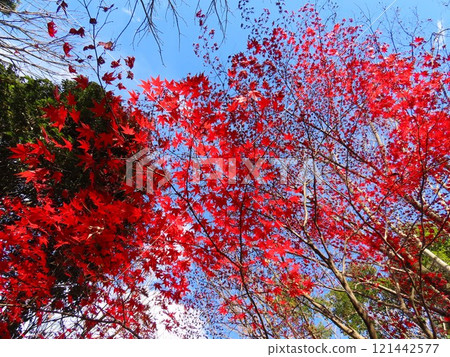 秋天的樹葉 秋天的樹葉 121442577