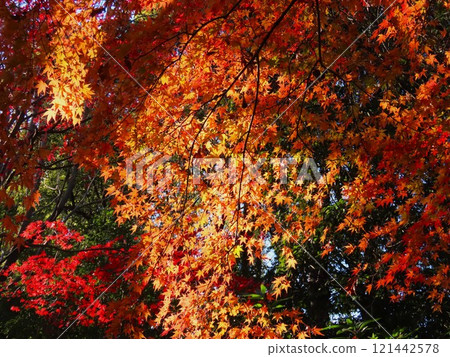 秋天的樹葉 121442578