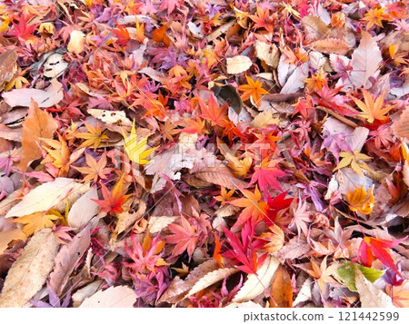Autumn leaves Autumn leaves 121442599