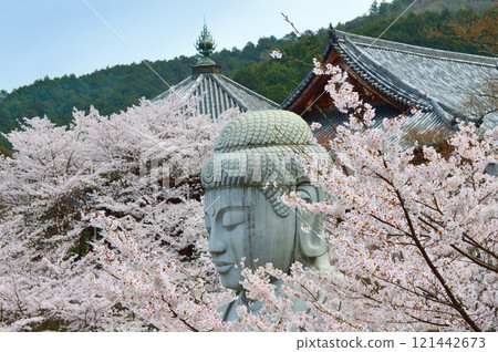 奈良縣高取町坪坂的大佛和櫻花盛開 奈良縣高取町坪坂的大佛和櫻花盛開 121442673