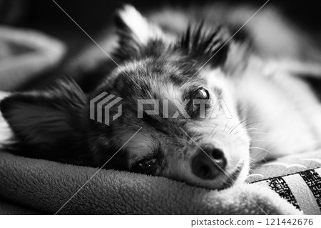 Chihuahua sleeping in bed Chihuahua sleeping in bed 121442676