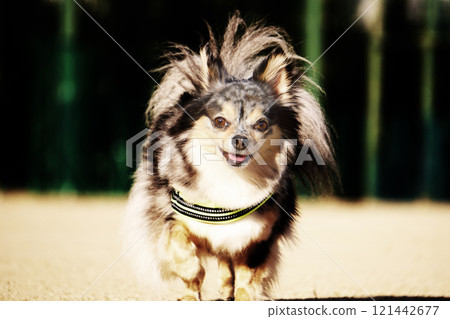 Chihuahua walking with a smile Chihuahua walking with a smile 121442677