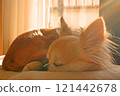 Chihuahua sleeping in the sunset 121442678