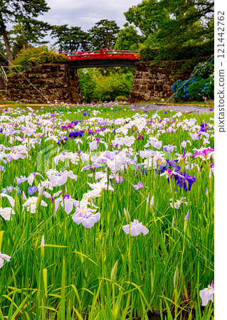 Odawara Castle Ajisai iris ginsen festival 121442762