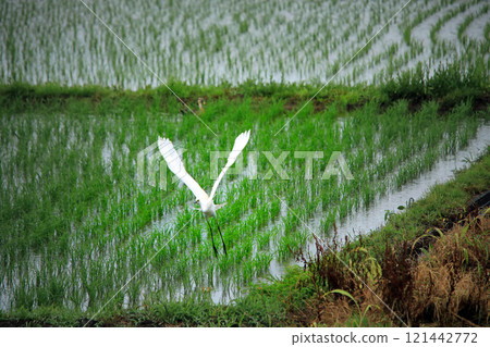 The beautiful sight of egrets and grey herons soaring over the countryside of Ebina The beautiful sight of egrets and grey herons soaring over the countryside of Ebina 121442772