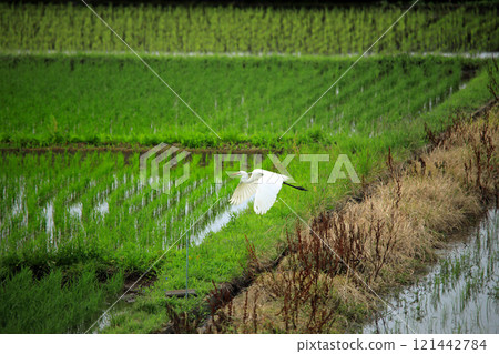 海老名鄉村上空飛翔的白鷺和灰鷺的美景 121442784