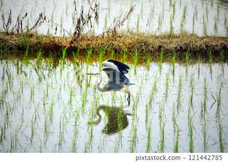 The beautiful sight of egrets and grey herons soaring over the countryside of Ebina The beautiful sight of egrets and grey herons soaring over the countryside of Ebina 121442785