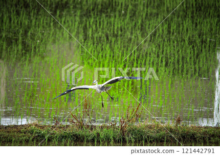 The beautiful sight of egrets and grey herons soaring over the countryside of Ebina 121442791