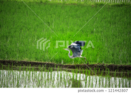 The beautiful sight of egrets and grey herons soaring over the countryside of Ebina 121442807