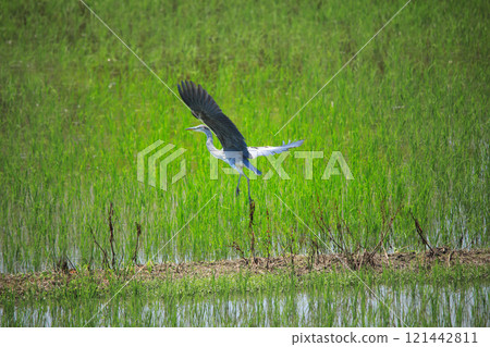 The beautiful sight of egrets and grey herons soaring over the countryside of Ebina The beautiful sight of egrets and grey herons soaring over the countryside of Ebina 121442811