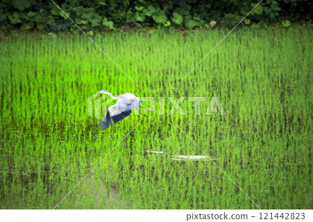 The beautiful sight of egrets and grey herons soaring over the countryside of Ebina The beautiful sight of egrets and grey herons soaring over the countryside of Ebina 121442823