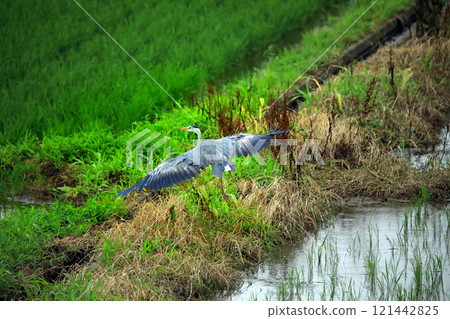 海老名鄉村上空飛翔的白鷺和灰鷺的美景 121442825