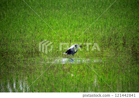 The beautiful sight of egrets and grey herons soaring over the countryside of Ebina 121442841