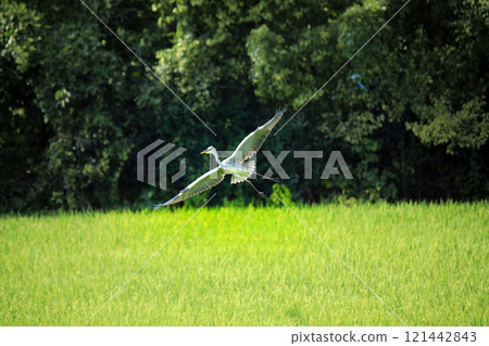 The beautiful sight of egrets and grey herons soaring over the countryside of Ebina 121442843