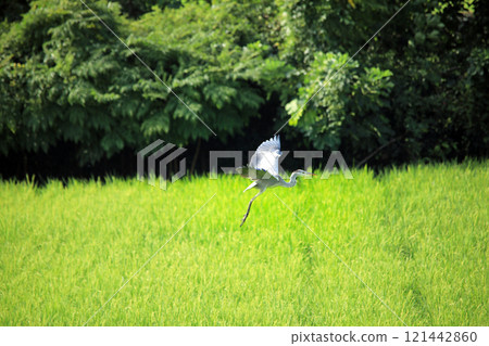 The beautiful sight of egrets and grey herons soaring over the countryside of Ebina 121442860