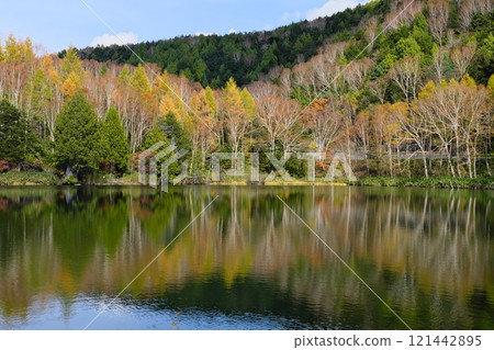 Autumn in Shiga Kogen, Shinshu: Kido Pond reflects the yellow leaves of the trees Autumn in Shiga Kogen, Shinshu: Kido Pond reflects the yellow leaves of the trees 121442895