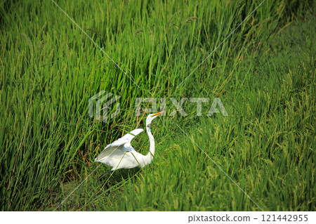 The beautiful sight of egrets and grey herons in the green fields of Ebina The beautiful sight of egrets and grey herons in the green fields of Ebina 121442955