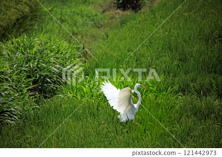 The beautiful sight of egrets and grey herons in the green fields of Ebina The beautiful sight of egrets and grey herons in the green fields of Ebina 121442973