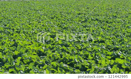 Early growth of vegetables in neat plantation rows 121442995