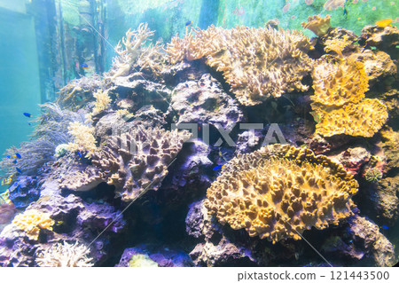 Close-up of corals at the National Museum of Marine Biology and Aquarium in Kenting National Park of Pingtung, Taiwan. 121443500