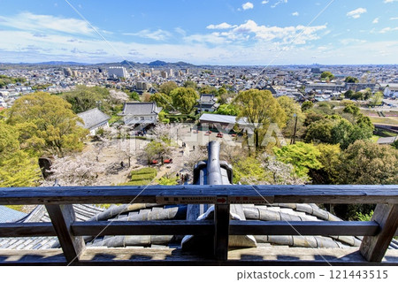 從犬山市犬山城的天守閣眺望盛開的櫻花和犬山的街景 121443515