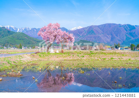 [櫻花材料]安曇野市春天的景色、常年道祖神的櫻花[長野縣] 121443881