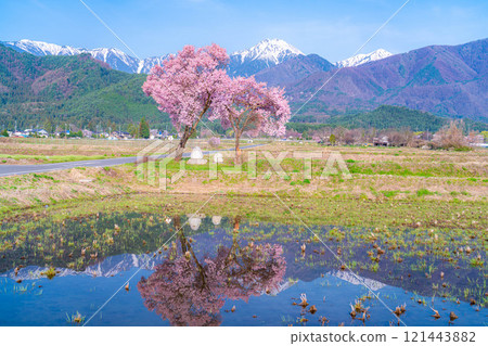 [櫻花材料]安曇野市春天的景色、常年道祖神的櫻花[長野縣] 121443882