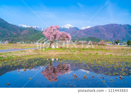 [Cherry Blossoms] Azumino City's spring scenery - Cherry blossoms at Jonen Dosojin Shrine [Nagano Prefecture] 121443883