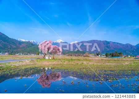 [Cherry Blossoms] Azumino City's spring scenery - Cherry blossoms at Jonen Dosojin Shrine [Nagano Prefecture] 121443885