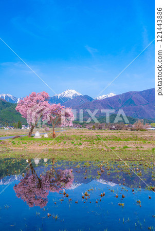 [Cherry Blossoms] Azumino City's spring scenery - Cherry blossoms at Jonen Dosojin Shrine [Nagano Prefecture] 121443886