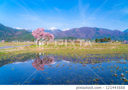 [Cherry Blossoms] Azumino City's spring scenery - Cherry blossoms at Jonen Dosojin Shrine [Nagano Prefecture] 121443888