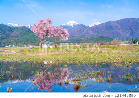 [Cherry Blossoms] Azumino City's spring scenery - Cherry blossoms at Jonen Dosojin Shrine [Nagano Prefecture] 121443890