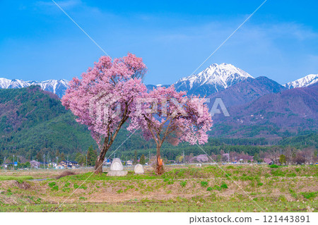 [Cherry Blossoms] Azumino City's spring scenery - Cherry blossoms at Jonen Dosojin Shrine [Nagano Prefecture] 121443891