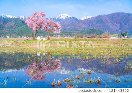 [櫻花材料]安曇野市春天的景色、常年道祖神的櫻花[長野縣] 121443892