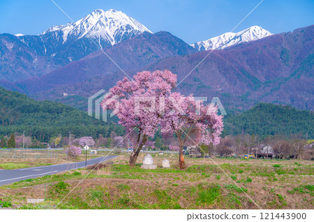 [Cherry Blossoms] Azumino City's spring scenery - Cherry blossoms at Jonen Dosojin Shrine [Nagano Prefecture] 121443900